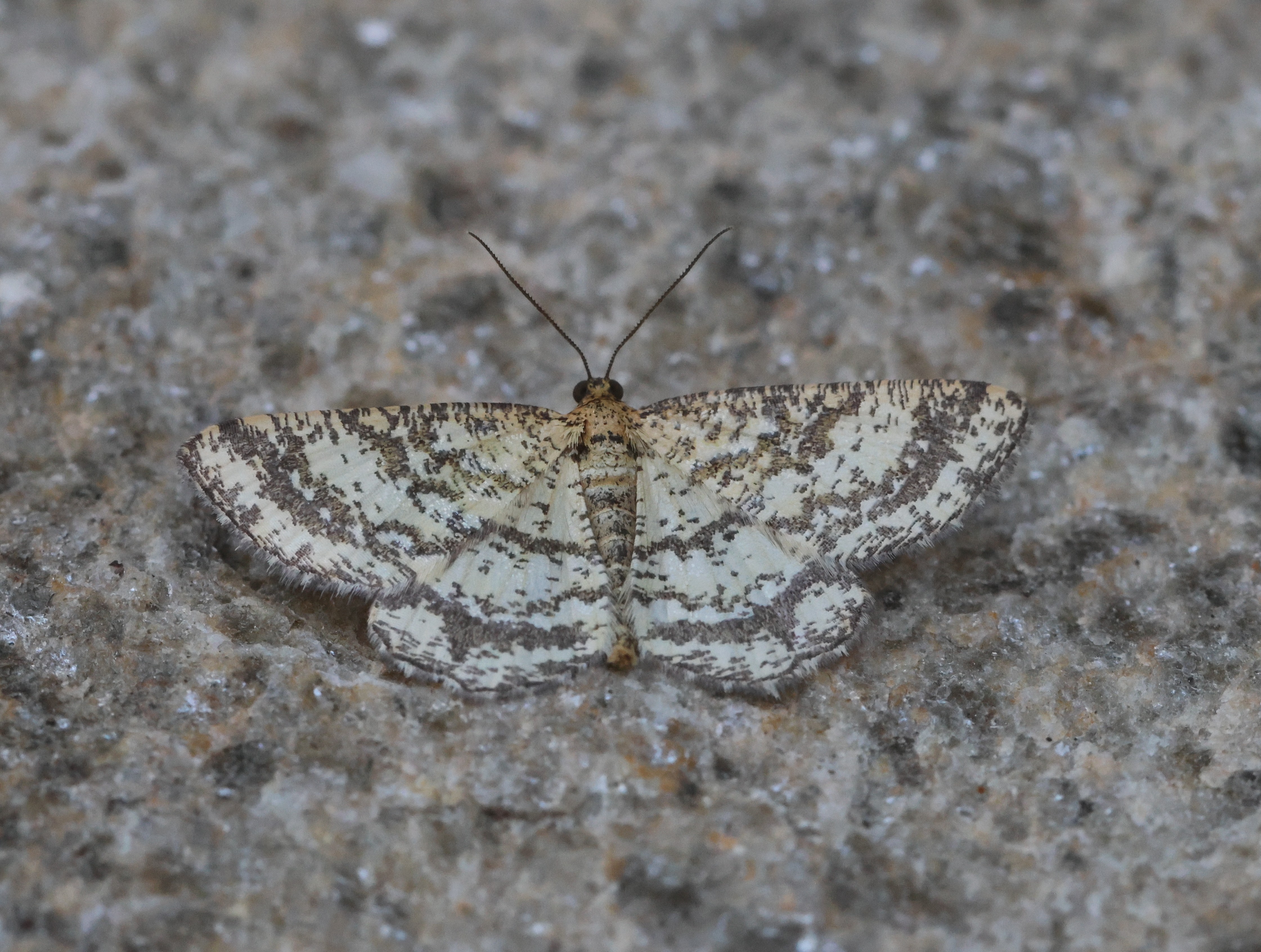 Photo of Heliomata glarearia